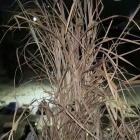 Photo of the plant species Dwarf Purple Fountain Grass by @AdeptLithop26 named Apollo on Greg, the plant care app