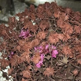 Photo of the plant species Chrysanthemum by @AdeptLithop26 named Kesha on Greg, the plant care app