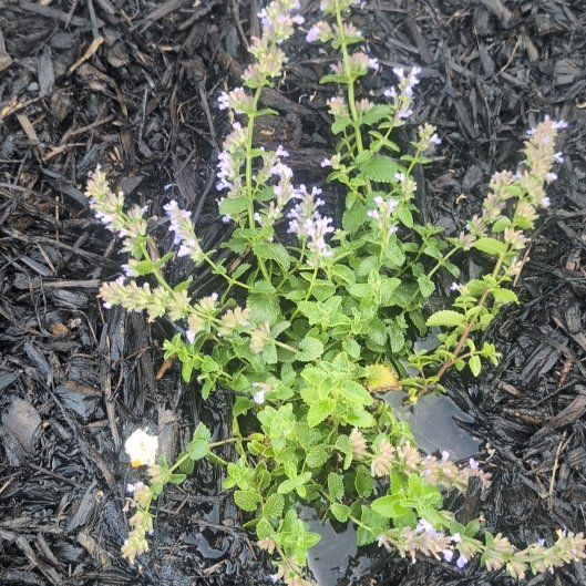 Photo of the plant species Lesser Calamint by @RadWaxvine26 named Miley on Greg, the plant care app