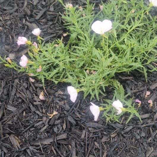 Photo of the plant species Showy Pink Evening Primrose by @RadWaxvine26 named Messi on Greg, the plant care app