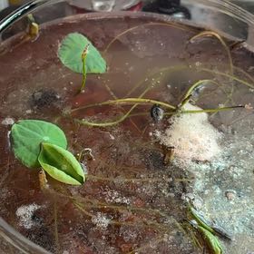 Photo of the plant species American White Waterlily by @EarlyMedeola89 named Fernie Saunders on Greg, the plant care app