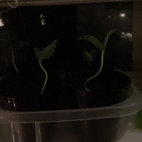 Photo of the plant species Wild Mung Bean by @HolyPawpaw22 named Terra on Greg, the plant care app