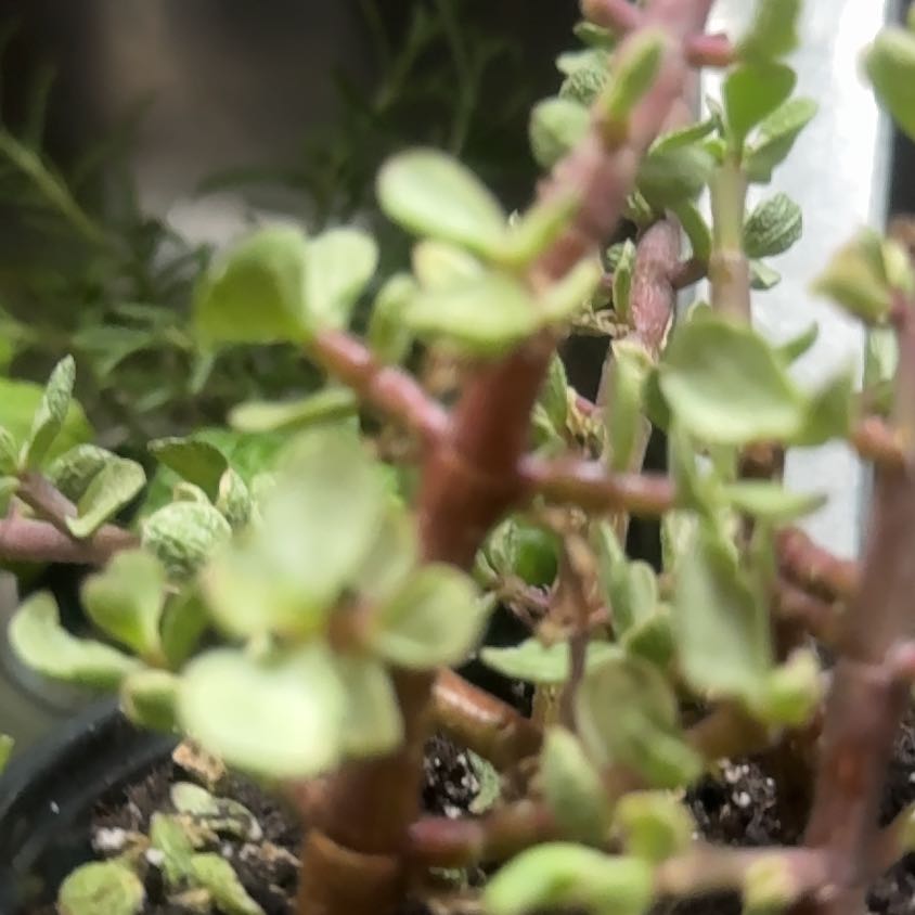 Photo of the plant species Portulacaria afra 'Snowfall' by @PeakCyclamen named Pax on Greg, the plant care app