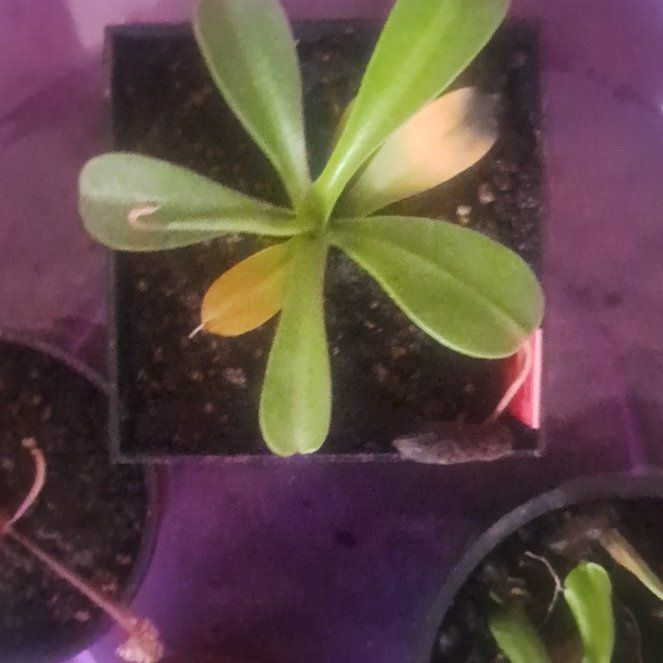 Photo of the plant species Nepenthes lowii x ventricosa 'Red' by @DivineCatmint15 named Planty on Greg, the plant care app