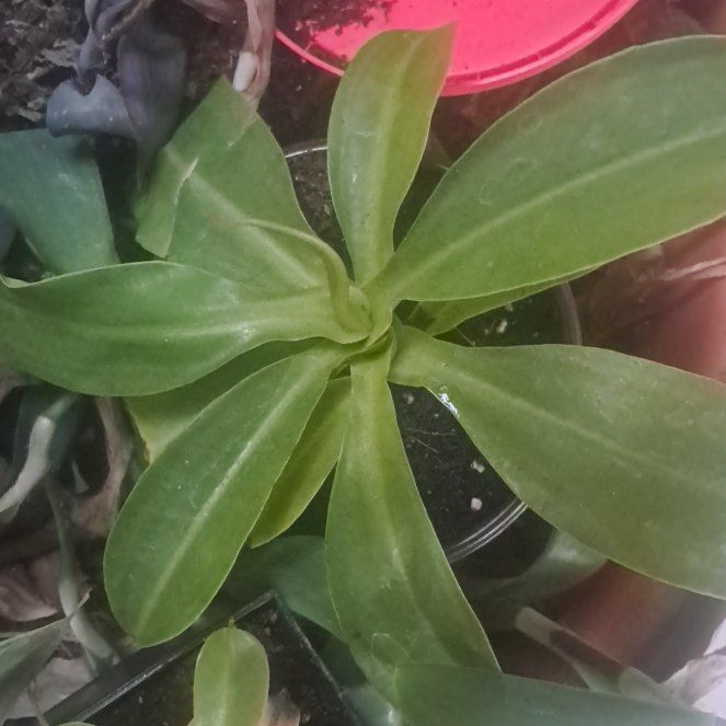 Photo of the plant species Nepenthes 'Miranda' by @DivineCatmint15 named Mando on Greg, the plant care app