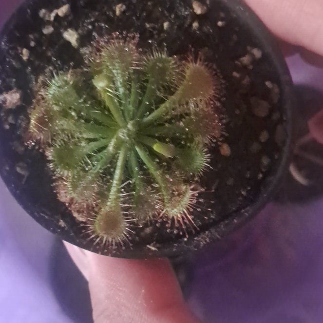 Photo of the plant species Tokaiensis Sundew by @DivineCatmint15 named Fernie Mercury on Greg, the plant care app