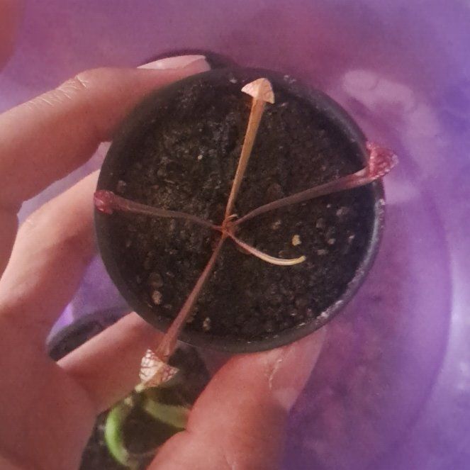 Photo of the plant species Sarracenia 'Scarlett Belle' by @DivineCatmint15 named Dax on Greg, the plant care app