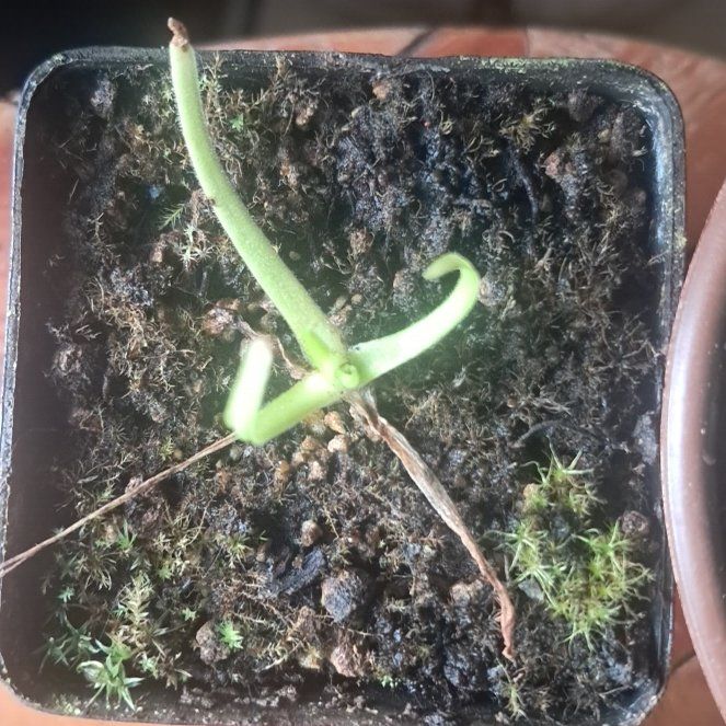 Photo of the plant species Pinguicula moctezumae by @DivineCatmint15 named Lavender on Greg, the plant care app