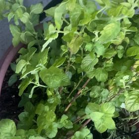 Photo of the plant species Grapefruit Mint by @TruthfulSoybean named Gregarious on Greg, the plant care app