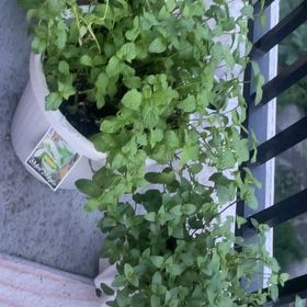 Photo of the plant species Mrs. Burns' Lemon Basil by @TruthfulSoybean named Orwell on Greg, the plant care app