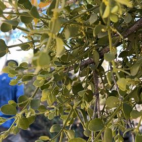 Photo of the plant species Oak Mistletoe by @DazzlingLilac named McKinley on Greg, the plant care app