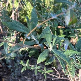 Photo of the plant species Tree Germander by @DazzlingLilac named Denali on Greg, the plant care app