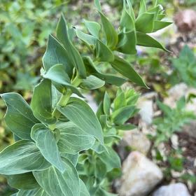 Photo of the plant species Dalmatian Toadflax by @DazzlingLilac named Einstein on Greg, the plant care app