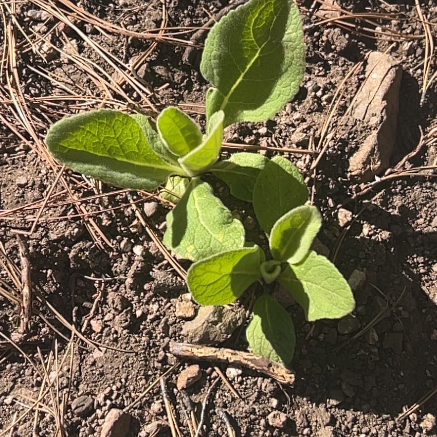 Photo of the plant species Violet Wild Petunia by @DazzlingLilac named Leonardo on Greg, the plant care app