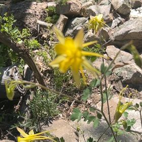 Photo of the plant species Colorado Blue Columbine by @DazzlingLilac named Anne on Greg, the plant care app