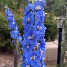 Photo of the plant species Candle Larkspur by @DazzlingLilac named Delilah on Greg, the plant care app