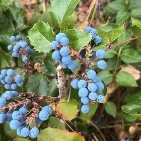 Photo of the plant species Oregon Grape by @DazzlingLilac named Harry on Greg, the plant care app