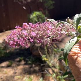 Photo of the plant species Orange Eye by @DazzlingLilac named Xena on Greg, the plant care app
