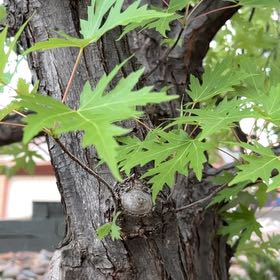 Photo of the plant species White Maple by @DazzlingLilac named Hamilton on Greg, the plant care app