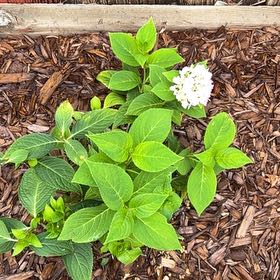 Photo of the plant species Hydrangea 'Nantucket Blue' by @SincereRimu named Diana on Greg, the plant care app