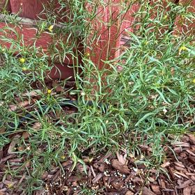 Photo of the plant species Threadleaf Coreopsis 'Sunstar Gold' by @SincereRimu named Leaf Erickson on Greg, the plant care app