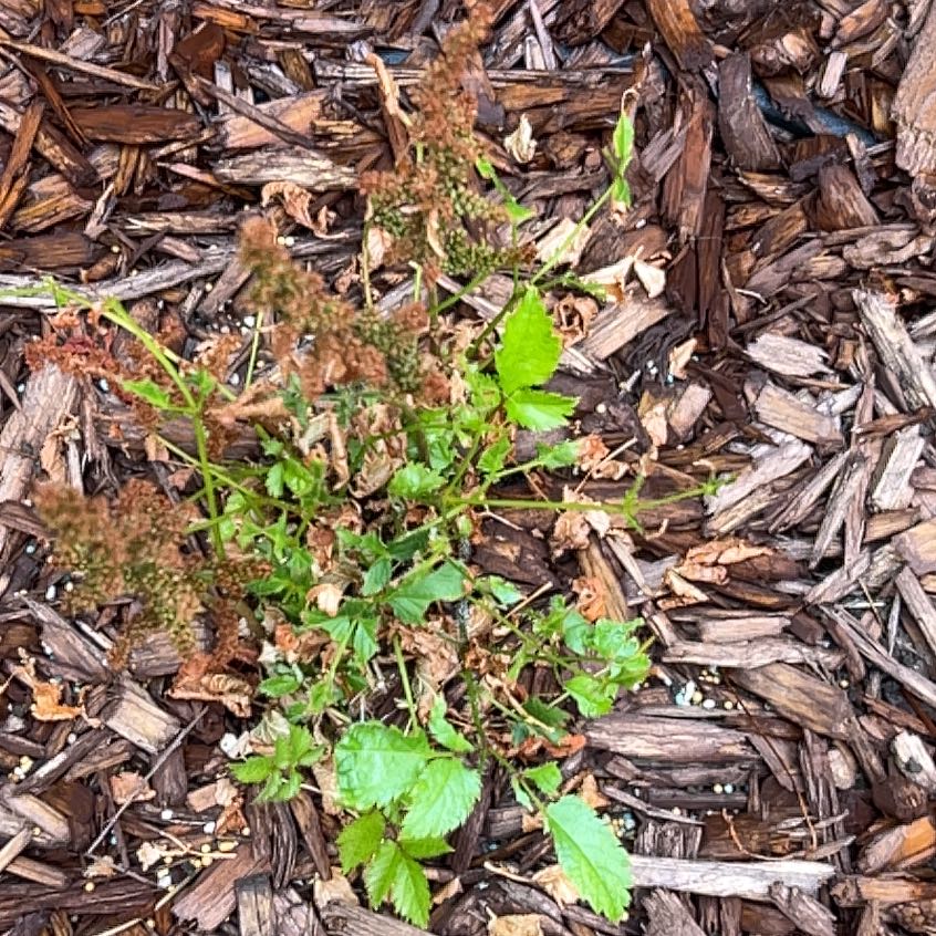 Photo of the plant species Astilbe 'Vision in Pink' by @SincereRimu named Apollo on Greg, the plant care app