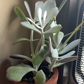 Photo of the plant species Cotyledon Passions Heart by @NaturalGoldwire named Huckleberry Fern on Greg, the plant care app
