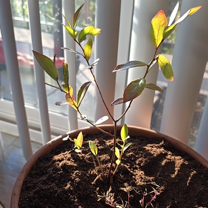 Photo of the plant species Pink Lemonade Blueberry by @daren700 named Ulysses S Plant on Greg, the plant care app