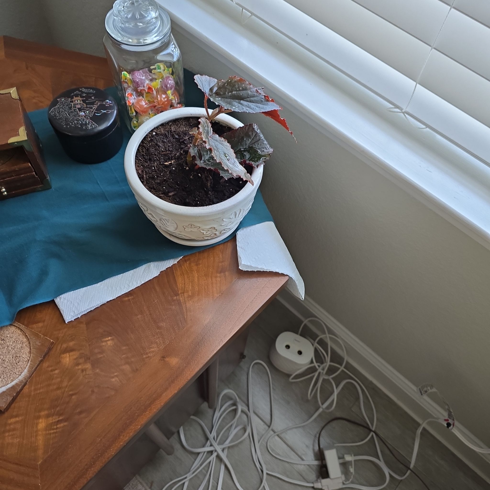 Photo of the plant species Begonia by @daren700 named da Vinci on Greg, the plant care app