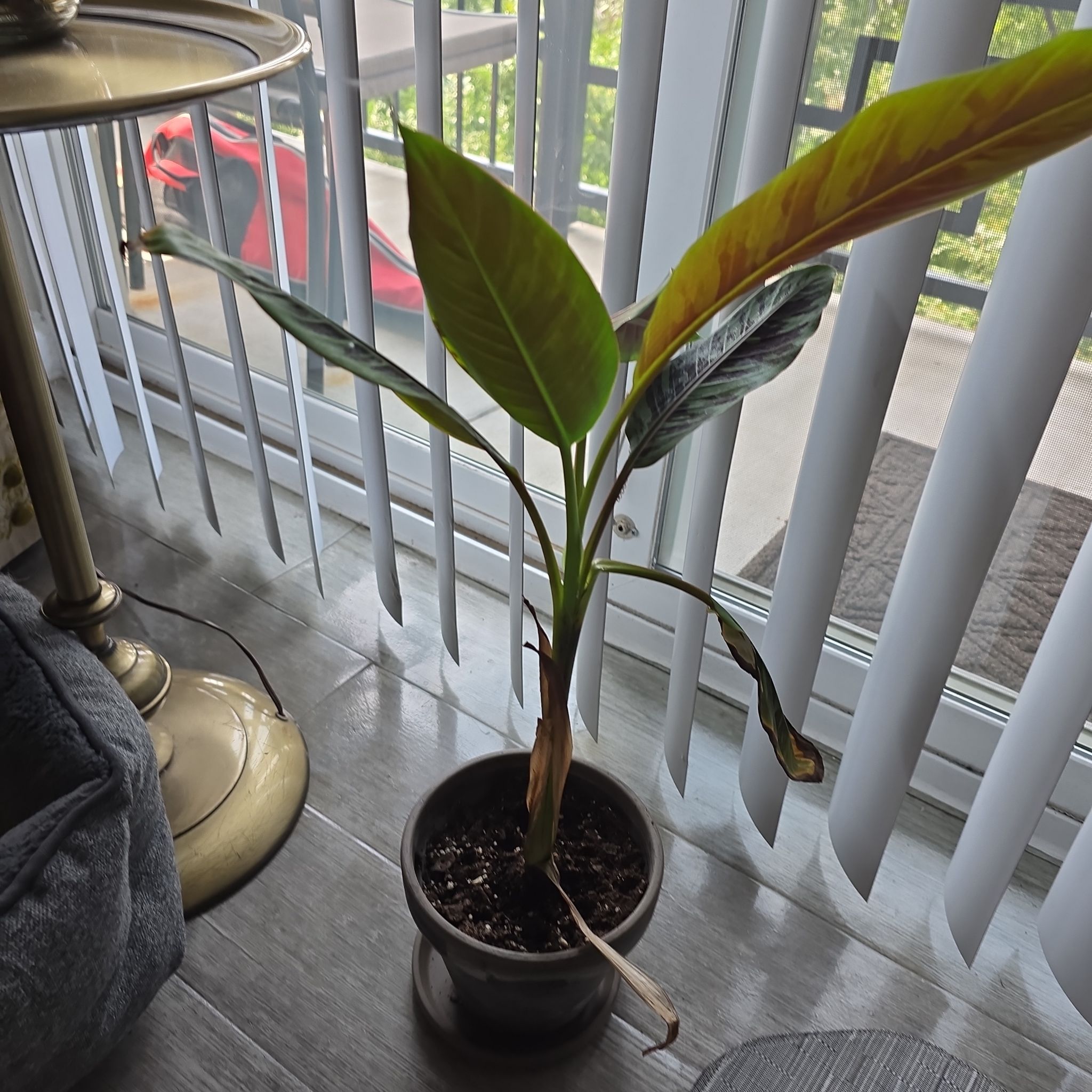 Photo of the plant species Blood Banana by @daren700 named Harmony on Greg, the plant care app