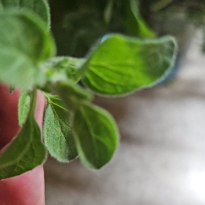 Photo of the plant species Lesser Calamint by @VipSweetbox86 named Sage on Greg, the plant care app