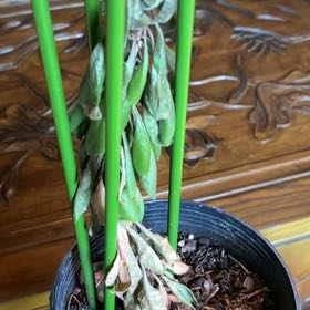 Photo of the plant species Texas Madrone by @JauntyBaldbrome named Marley on Greg, the plant care app