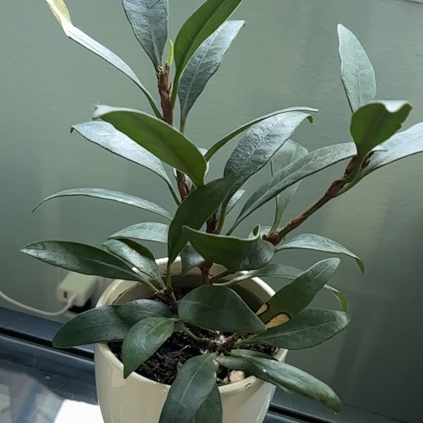 Photo of the plant species African Fig by @Allthingsgreen named Treeyoncé on Greg, the plant care app