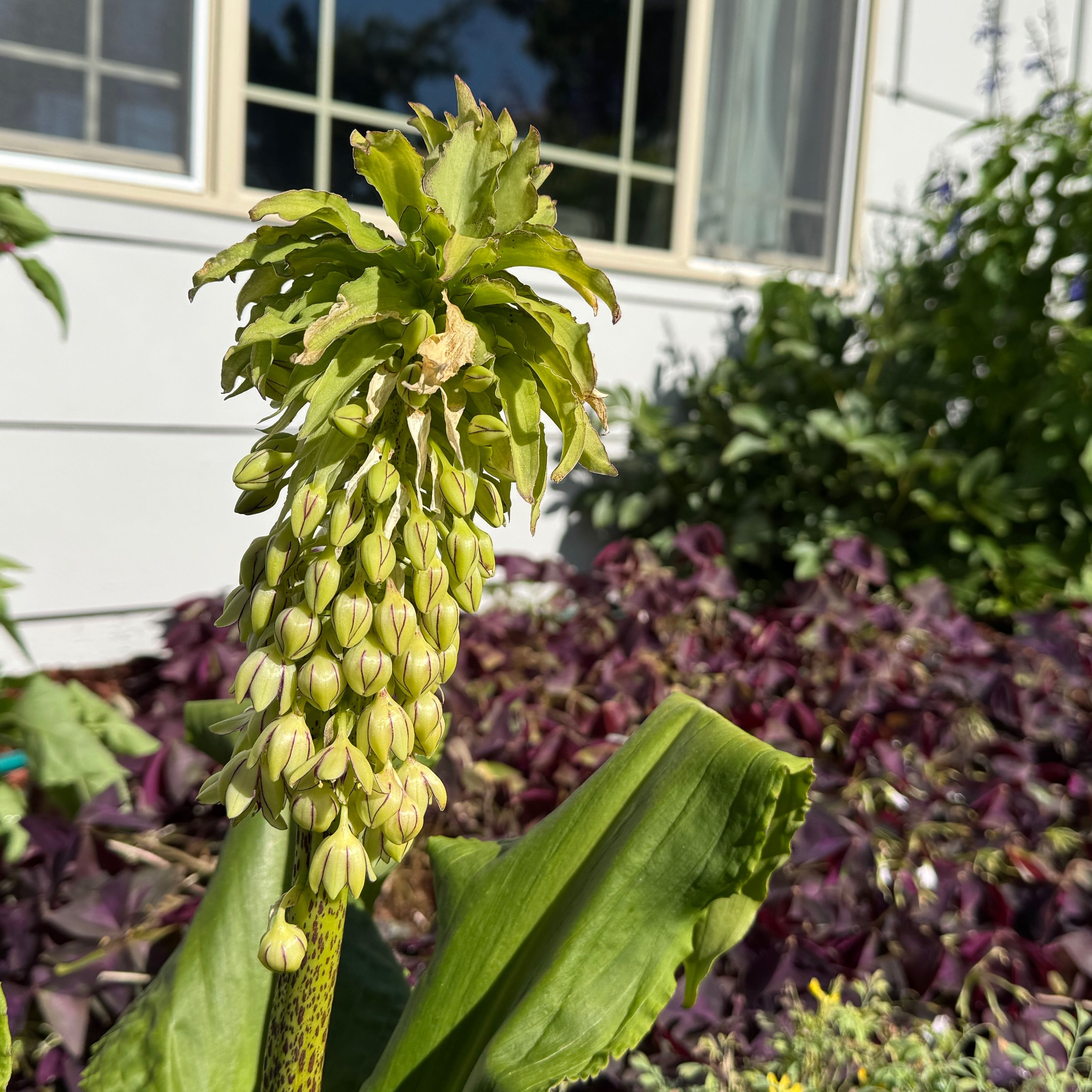 Photo of the plant species Pineapple lily by @WinDidelta14 named PLil on Greg, the plant care app