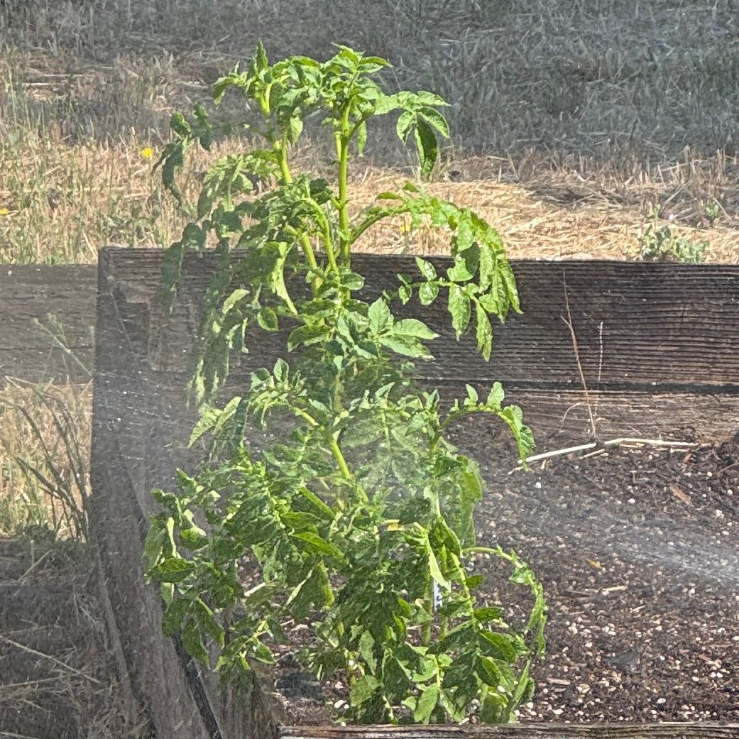 Photo of the plant species Classic Russet Potato by @WinDidelta14 named Potato 1 on Greg, the plant care app