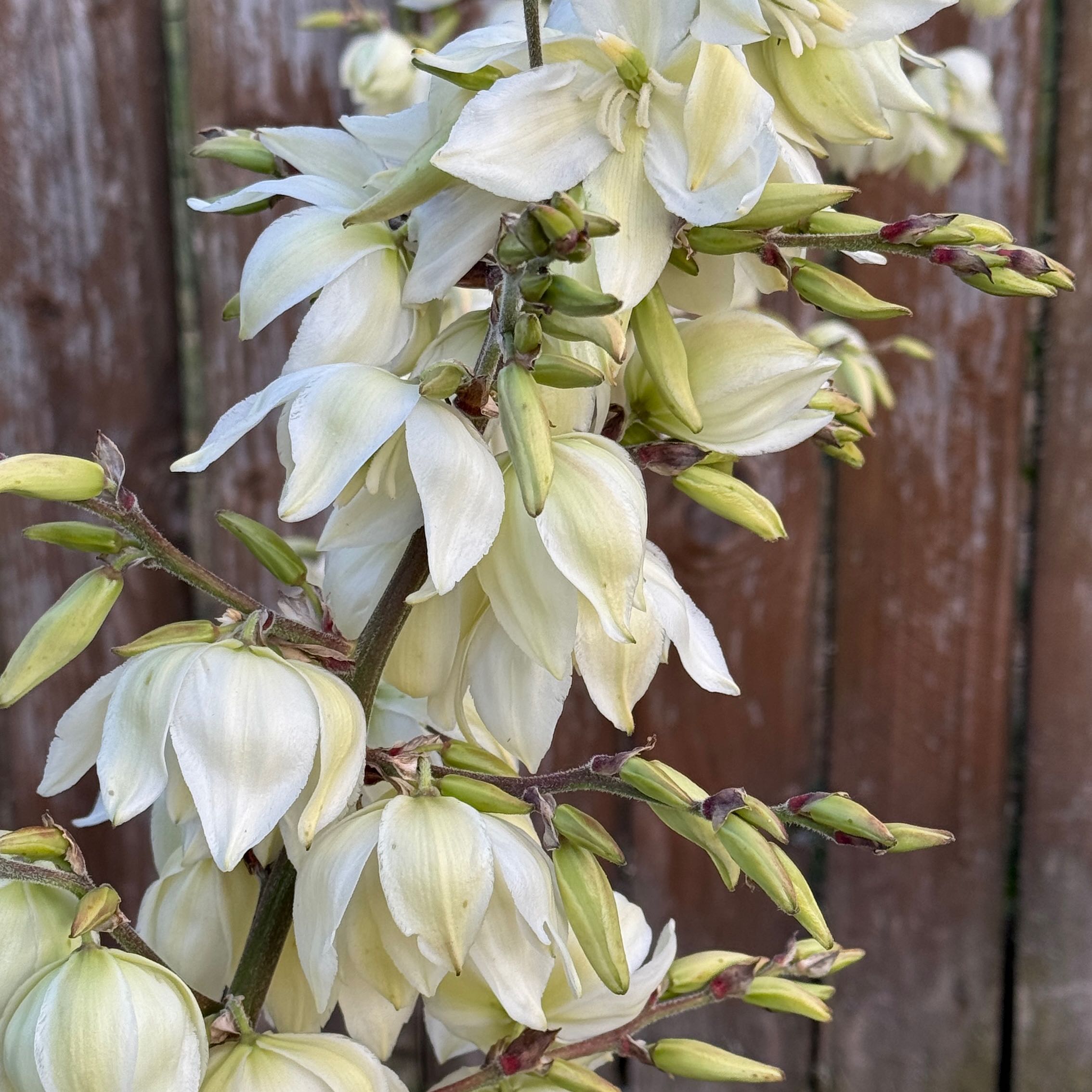 Photo of the plant species Adam's-Needle by @WinDidelta14 named Yucca on Greg, the plant care app