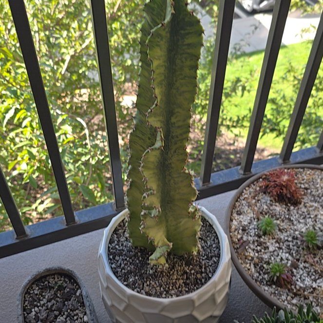 Photo of the plant species African Golden Candelabra by @RelaxedMayten99 named Apollo on Greg, the plant care app