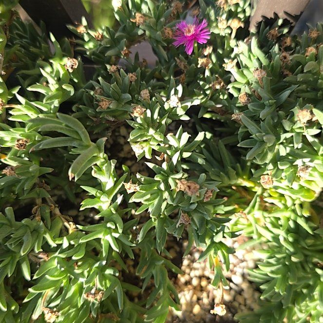 Photo of the plant species Ruschia pulvinaris by @RelaxedMayten99 named James Dean on Greg, the plant care app