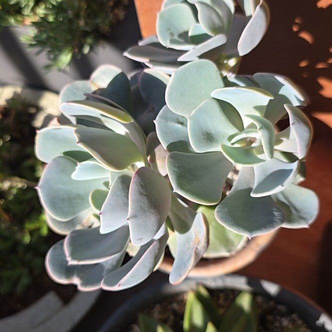 Photo of the plant species Echeveria 'Muesli' by @RelaxedMayten99 named Figyonce on Greg, the plant care app