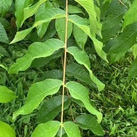 Photo of the plant species English Walnut by @GoldenBlue99 named Beyonce on Greg, the plant care app
