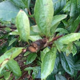 Photo of the plant species Carolina Allspice by @GoldenBlue99 named Diana on Greg, the plant care app