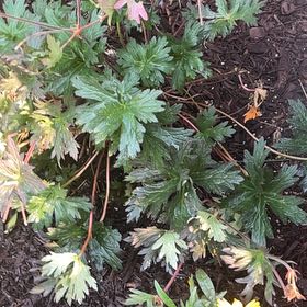 Photo of the plant species Meadow Geranium by @SilkenLoquat83 named Sir Plancelot on Greg, the plant care app