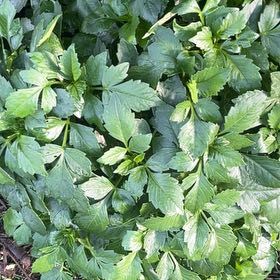 Photo of the plant species Alexanders by @SilkenLoquat83 named Beyonce on Greg, the plant care app