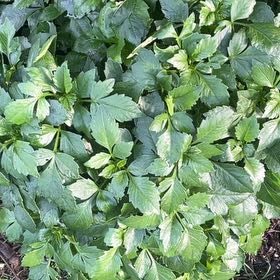 Photo of the plant species Alexanders by @SilkenLoquat83 named Aria on Greg, the plant care app