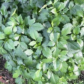 Photo of the plant species Alexanders by @SilkenLoquat83 named Figyonce on Greg, the plant care app