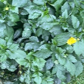 Photo of the plant species Philadelphia Groundcherry by @SilkenLoquat83 named Michelle Branch on Greg, the plant care app
