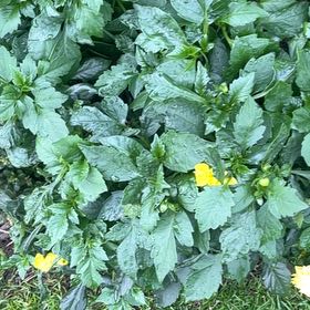 Photo of the plant species Philadelphia Groundcherry by @SilkenLoquat83 named Taylor Swift on Greg, the plant care app