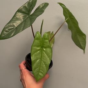 Photo of the plant species Alocasia by @BuffQuenepa36 named ChloroPhil on Greg, the plant care app