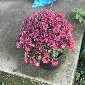 Photo of the plant species Chrysanthemum 'Cosmic Fireball Red' by @BuffQuenepa36 named James Dean on Greg, the plant care app