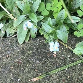 Photo of the plant species True Forget-Me-Not by @BuffQuenepa36 named Gobi on Greg, the plant care app